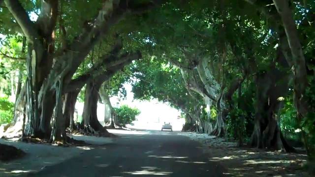 banyan Street