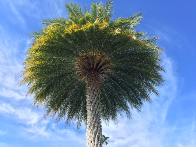 palmtree